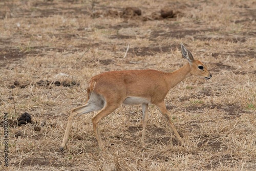 Steenbok