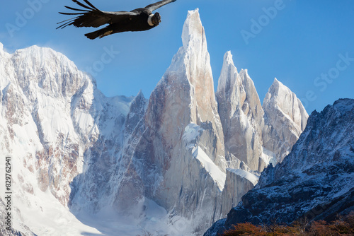 Condor in Patagonia photo