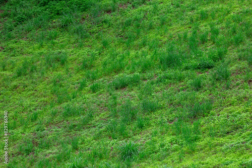 Green natural grass texture background