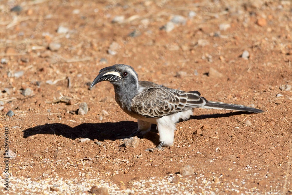 Obraz premium Grey hornbill