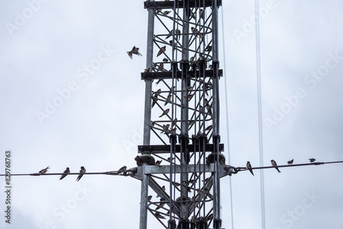 Selective focus antennas, signals, and mobile networks. There are many birds perched. There is space for text. photo