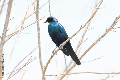 Burchell's starling photo