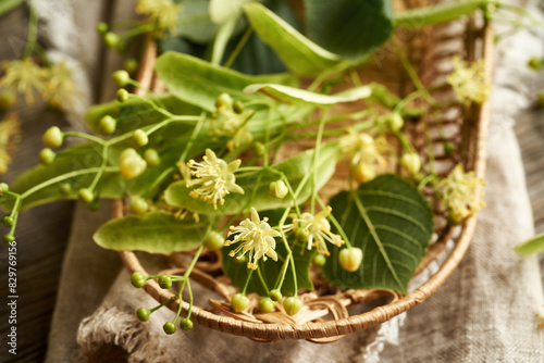 Fresh linden or Tilia cordata flowers in a wicker basket on a table - ingredient for herbal tea photo