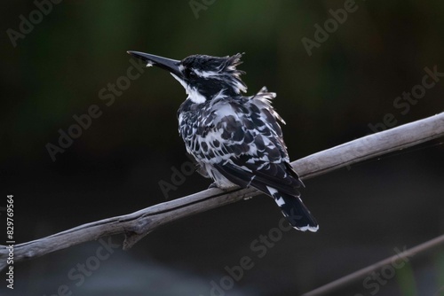 Pied kingfisher