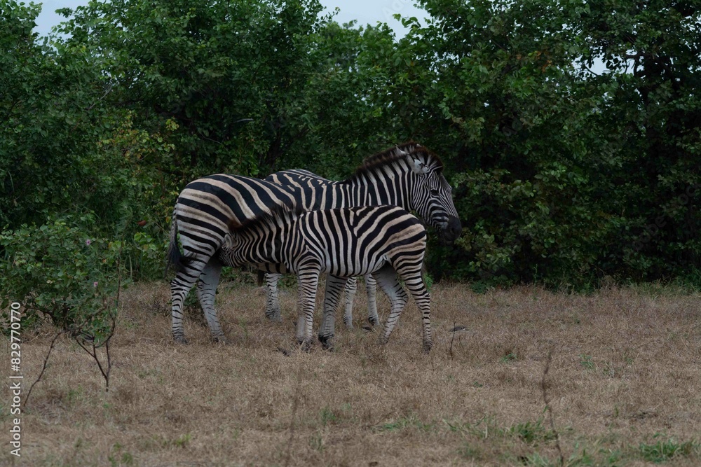 Obraz premium Burchell's zebra
