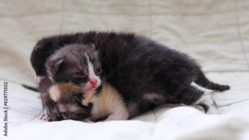 Adorable kittens sleep peacefully on a soft light fabric background. Adorable kittens sleep peacefully on a soft light fabric background.