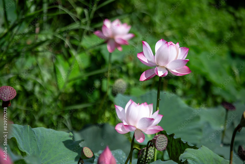 selective focus beautiful pink and white lotus flowers many lotuses pop up in a natural pond A fish pond with lots of lotus flowers and green plants looks like a natural pond. selective focus beautiful pink and white lotus flowers many lotuses pop up in a natural pond A fish pond with lots of lotus flowers and green plants looks like a natural pond.
