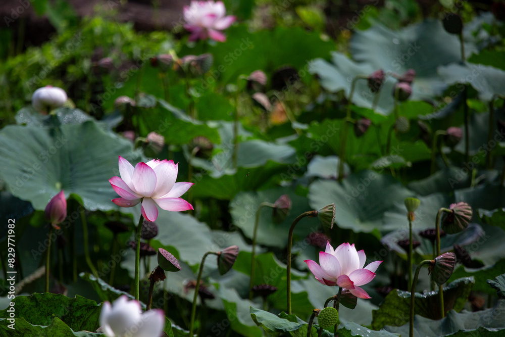 selective focus beautiful pink and white lotus flowers many lotuses pop up in a natural pond A fish pond with lots of lotus flowers and green plants looks like a natural pond. selective focus beautiful pink and white lotus flowers many lotuses pop up in a natural pond A fish pond with lots of lotus flowers and green plants looks like a natural pond.