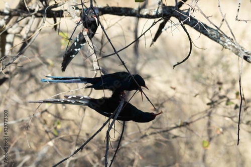 Green wood-hoopoe photo