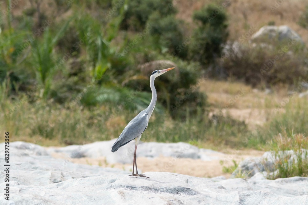 Fototapeta premium Grey heron