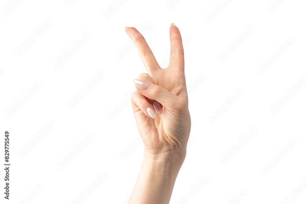 Woman hands isolated on a white background. Woman hands isolated on a white background.