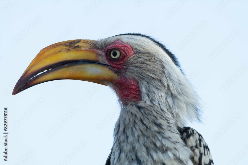Obraz premium Yellow-billed hornbill
