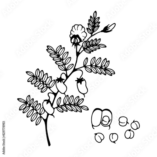 Flowers fruits Chickpeas, Lamb peas. Vector stock illustration eps10. Isolate on a white background, outline. Hand drawing. Adobe Illustrator Artwork