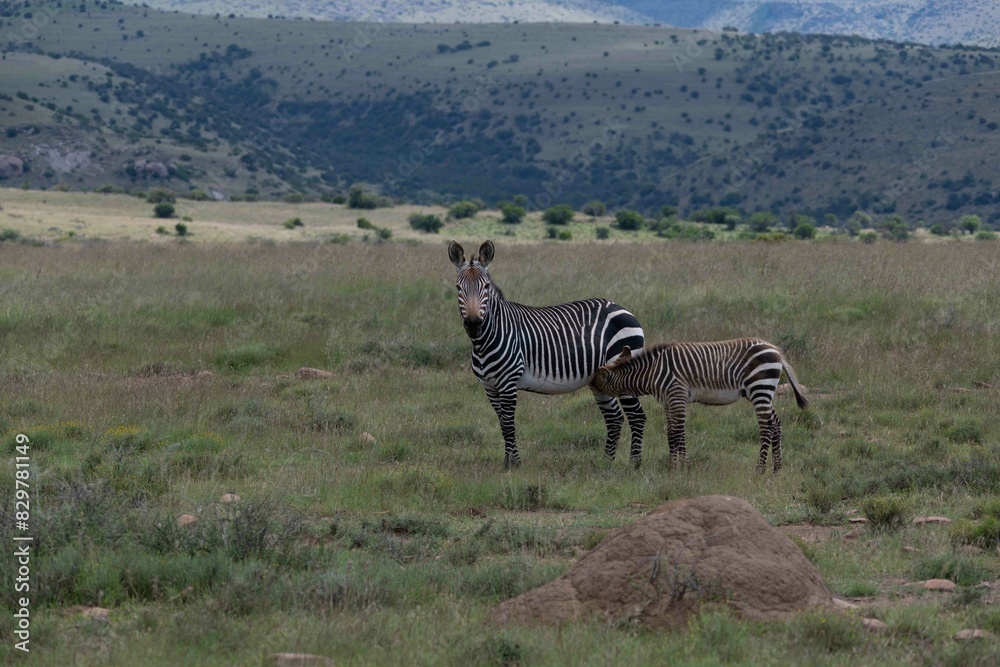 Obraz premium Cape mountain zebra