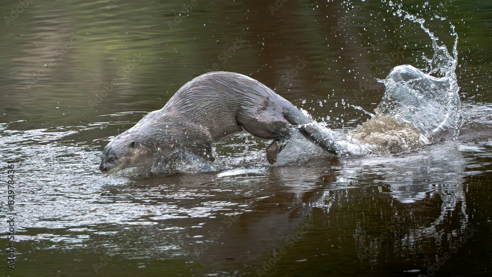 Fototapeta premium Smooth Coated Otter at Ulu Pandan park connector