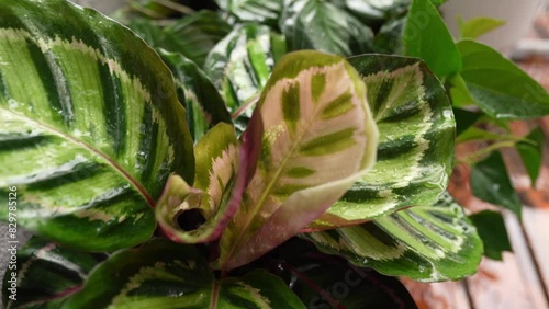 slow motion falling raindrops on leaves of tropical plants