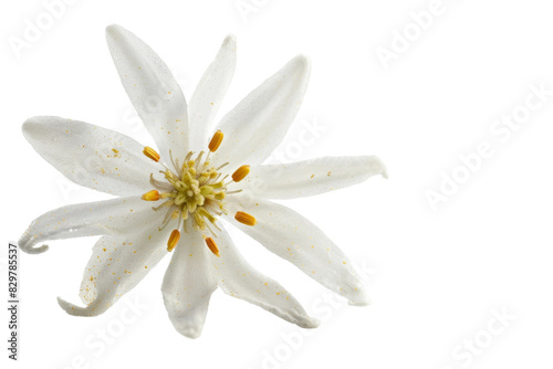 Edelweiss Flower On Transparent Background. photo