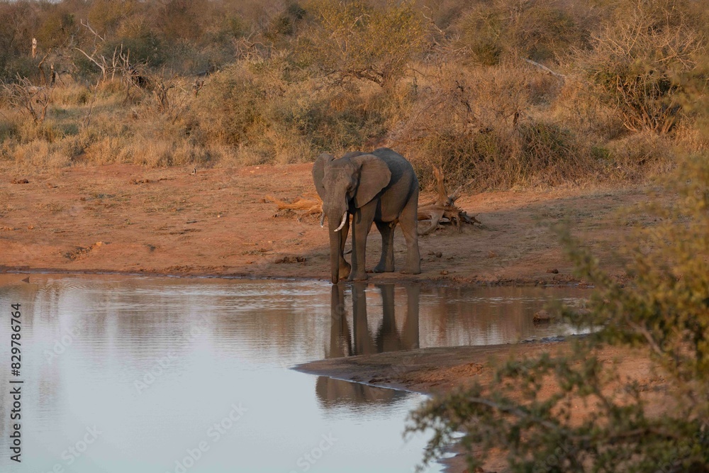 Obraz premium Elephant