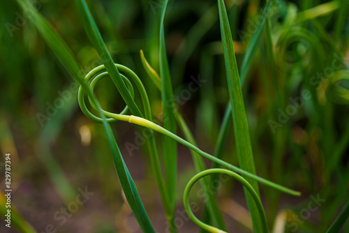 Garlic scape in vegetable garden. Plantation of garlic plant. Growth crop at organic farm photo