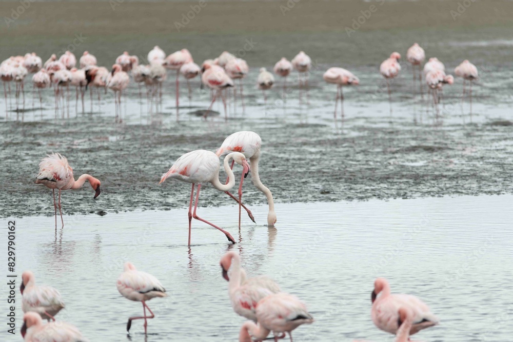 Naklejka premium Lesser flamingo