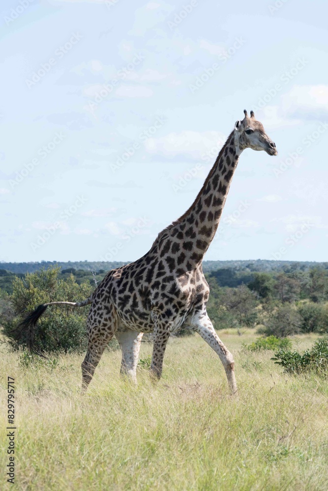 Fototapeta premium Southern giraffe