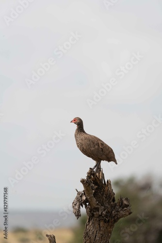 Swainson's spurfowl photo