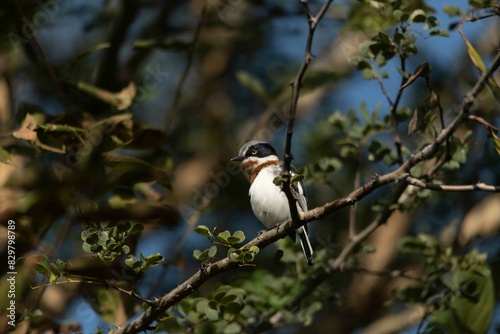 Chin-spot batis photo