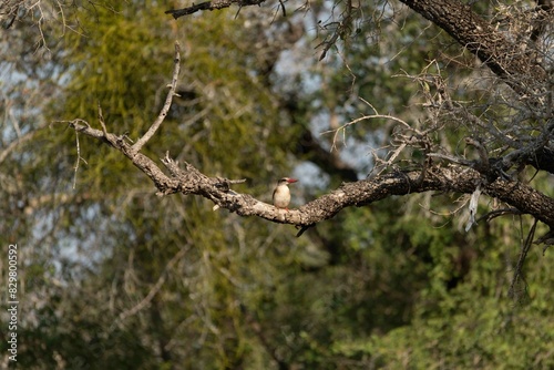 Brown hooded kingfisher