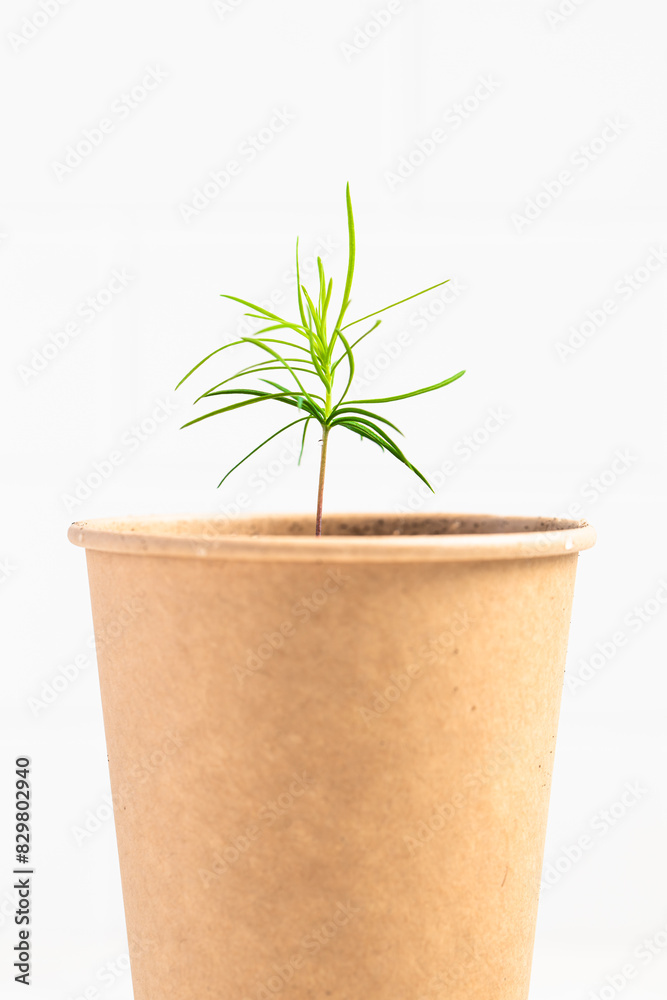 Fototapeta premium larch sprout, pine needles, larch sprouted from seed