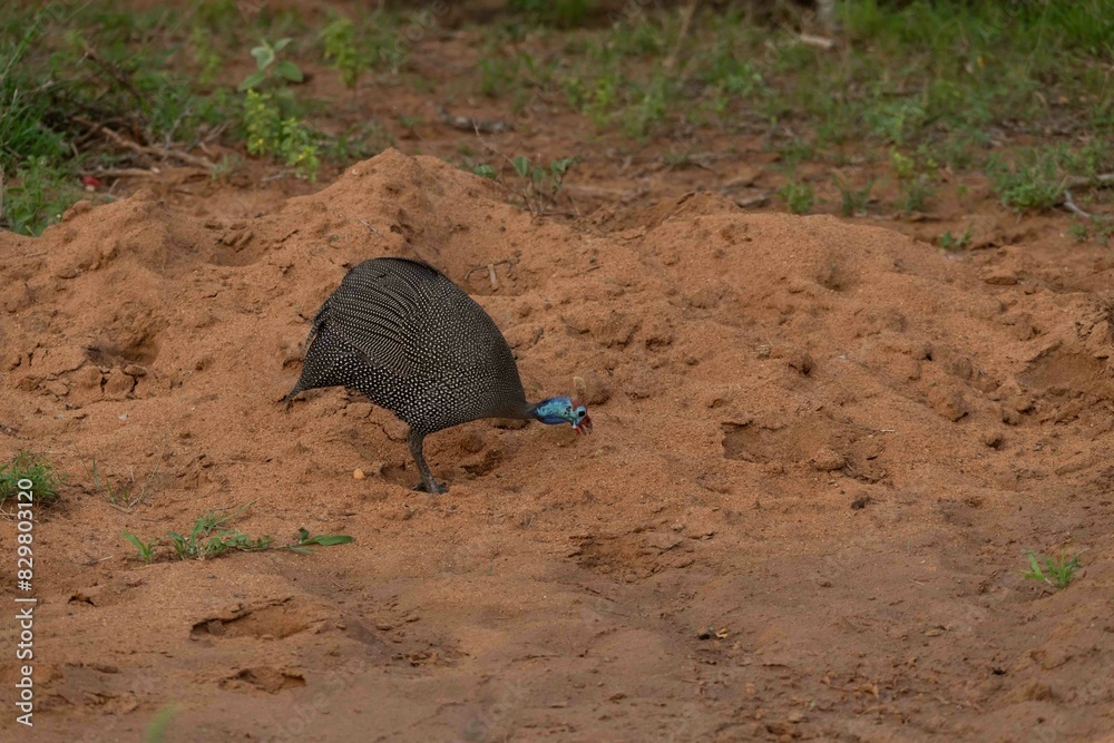 Obraz premium Helmeted guineafowl
