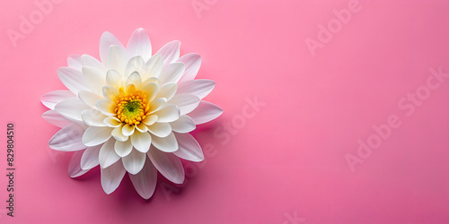 White flowers with pink background
