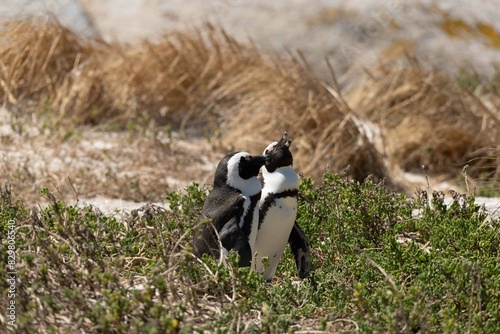 African penguin