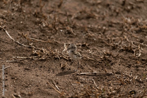 Crowned lapwing juvenile chick