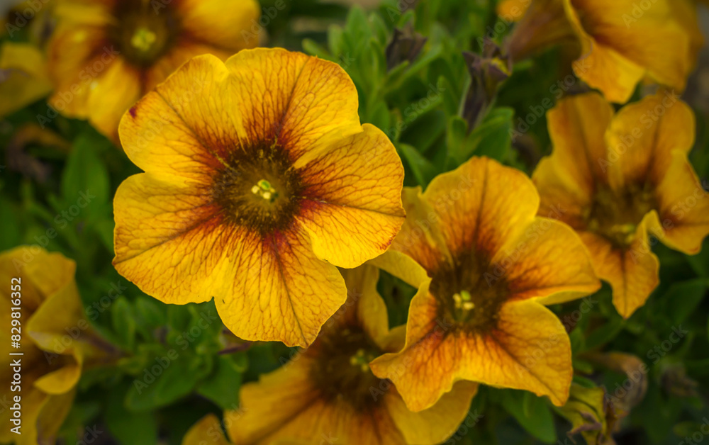 Beautical caramel yellow flower in the garden Beautical caramel yellow flower in the garden