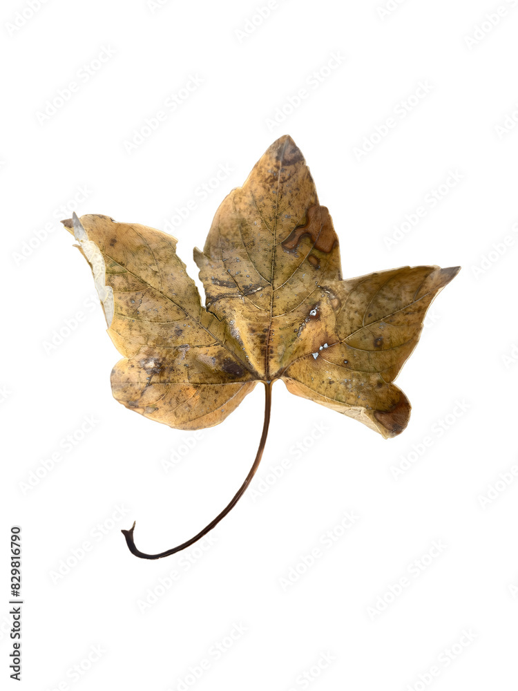 Fototapeta premium Autumn Leaf