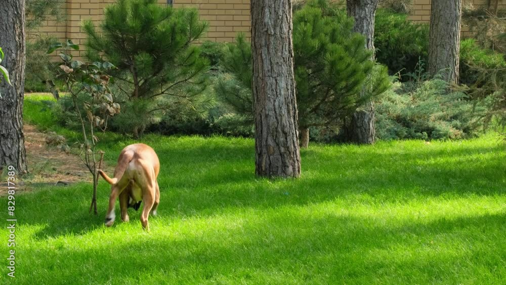Active Boxer Dog Playing on the Green Grass in Summer Day Outdoors. Breed Deutscher Boxer Dog Active Boxer Dog Playing on the Green Grass in Summer Day Outdoors. Breed Deutscher Boxer Dog