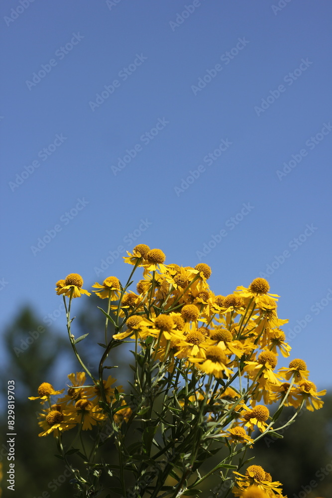 Obraz premium yellow flowers against blue sky