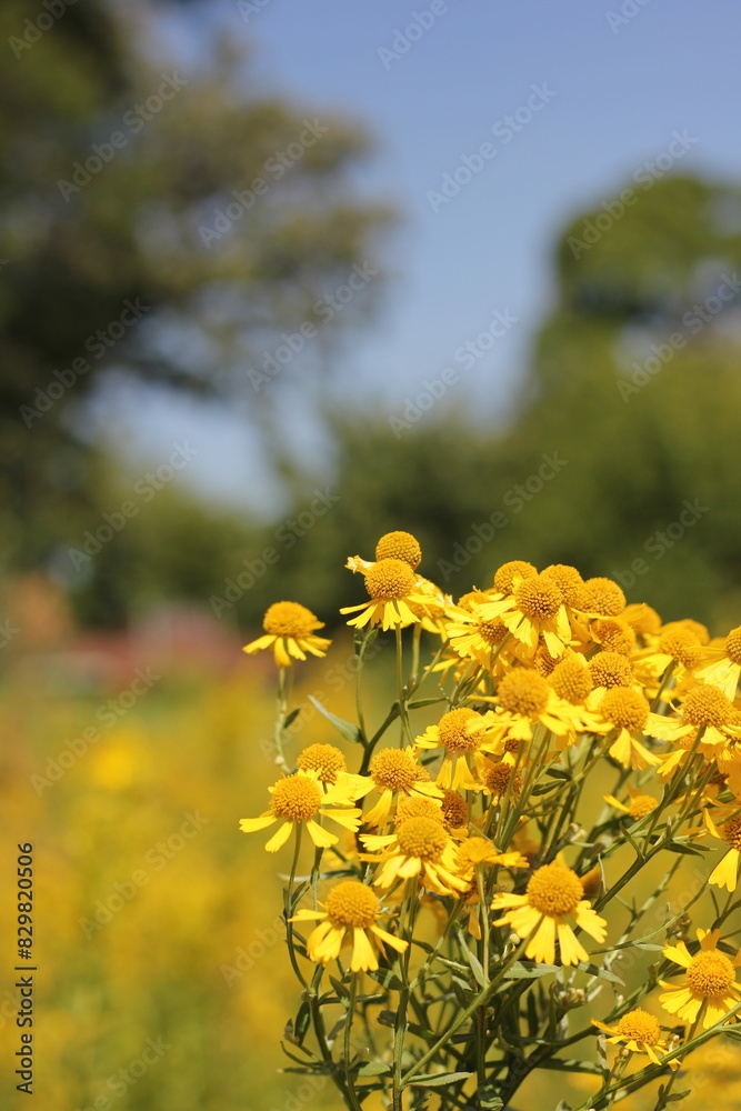 Obraz premium yellow flowers in the field