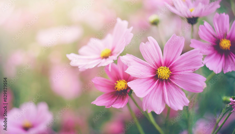pink flowers with pastel tones and soft lighting, creating a gentle, serene, and romantic ambiance. Ideal for springtime themes, nature backgrounds, or floral design elements pink flowers with pastel tones and soft lighting, creating a gentle, serene, and romantic ambiance. Ideal for springtime themes, nature backgrounds, or floral design elements