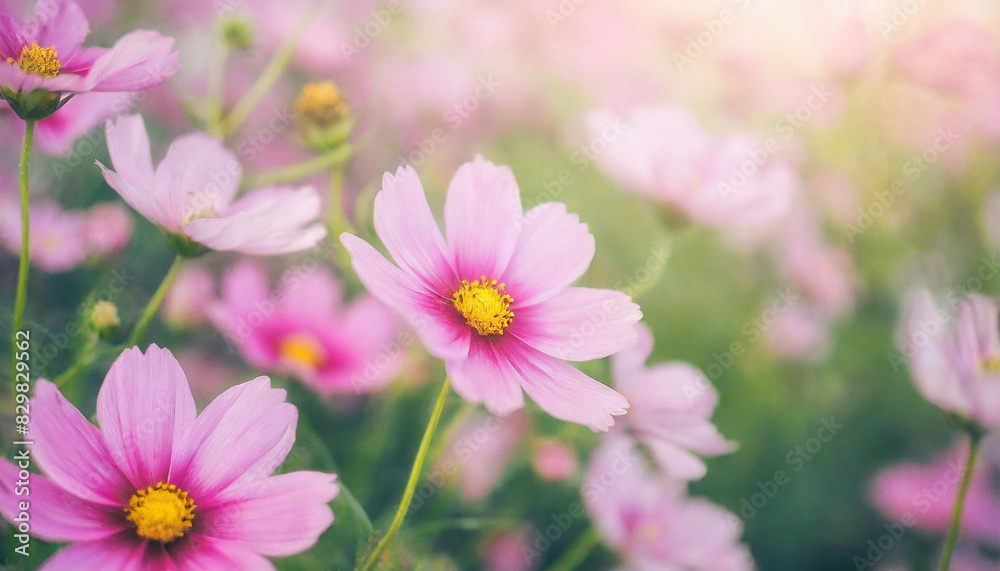 pink flowers with pastel tones and soft lighting, creating a gentle, serene, and romantic ambiance. Ideal for springtime themes, nature backgrounds, or floral design elements pink flowers with pastel tones and soft lighting, creating a gentle, serene, and romantic ambiance. Ideal for springtime themes, nature backgrounds, or floral design elements