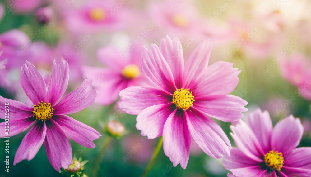 pink flowers with pastel tones and soft lighting, creating a gentle, serene, and romantic ambiance. Ideal for springtime themes, nature backgrounds, or floral design elements pink flowers with pastel tones and soft lighting, creating a gentle, serene, and romantic ambiance. Ideal for springtime themes, nature backgrounds, or floral design elements