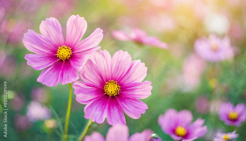 pink flowers with pastel tones and soft lighting, creating a gentle, serene, and romantic ambiance. Ideal for springtime themes, nature backgrounds, or floral design elements pink flowers with pastel tones and soft lighting, creating a gentle, serene, and romantic ambiance. Ideal for springtime themes, nature backgrounds, or floral design elements