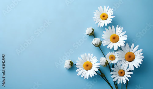 white daisies on a blue pastel paper texture background with copy space