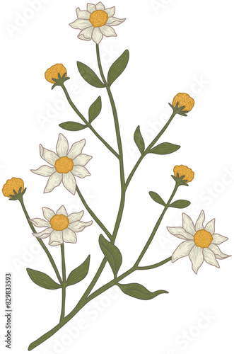 Fototapeta Naklejka Na Ścianę i Meble -  flower and leaves drawing, hand drawn line wedding bouquet, elegant leaves for invitation save the date card. botanical rustic trendy greenery, vintage style