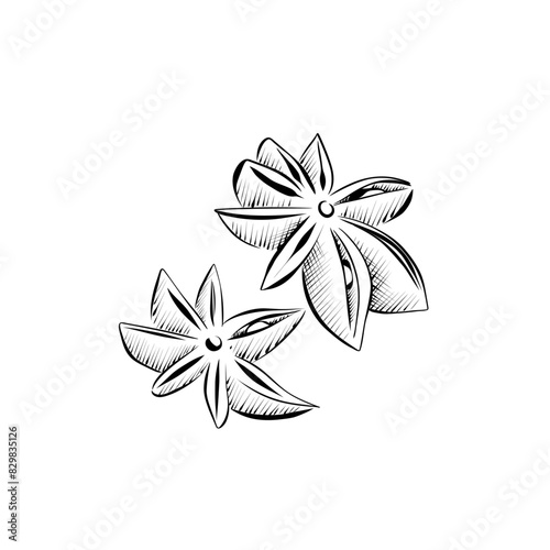 drawing lines. line art spice anise. Vector minimalistic design