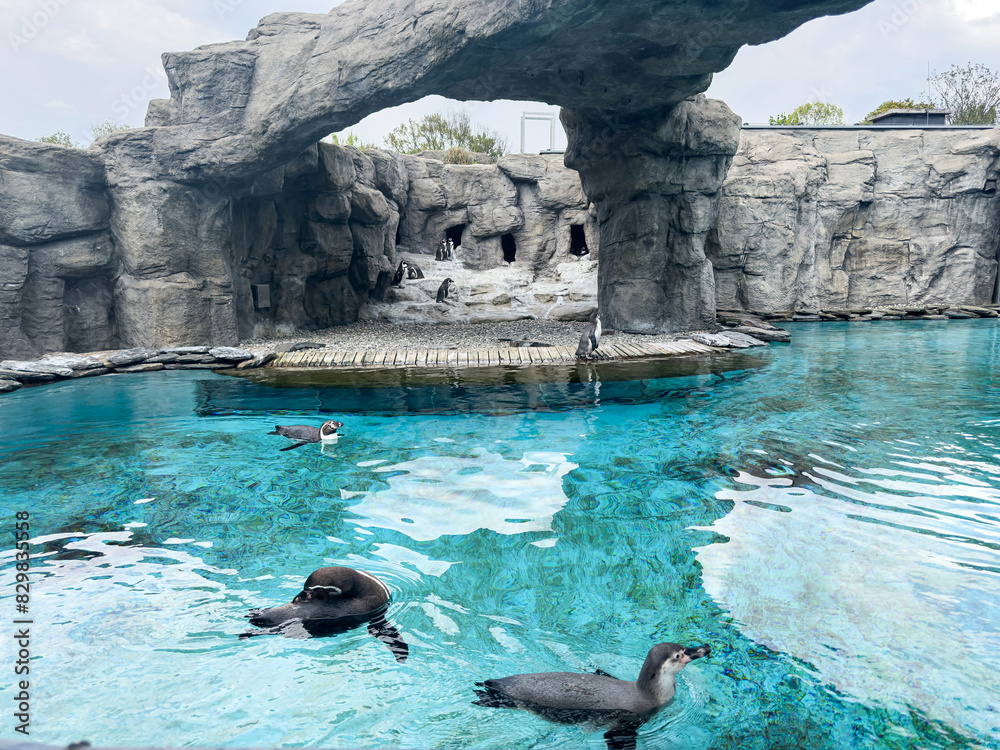 Fototapeta premium Cute humboldt penguins in a zoo
