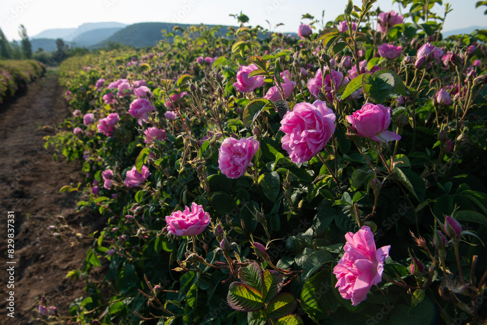 rose fields and plantations. beautiful pink roses. roses are grown on plantations for the production of essential oils and cosmetics. rose fields and plantations. beautiful pink roses. roses are grown on plantations for the production of essential oils and cosmetics.