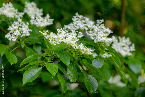 Selective focus flowers white flowers of Cornus controversa and green leaves, Swida controversa is a species of flowering plant in the genus Cornus of the dogwood family Cornaceae, Natural background. photo