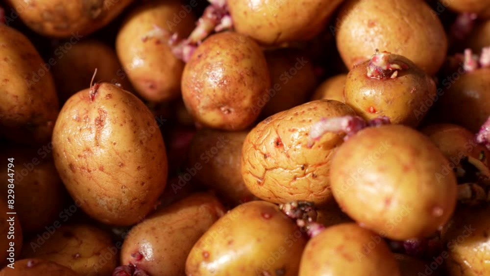 Sprouted potatoes for planting, close-up. Potatoes with root for seedling, 4k Sprouted potatoes for planting, close-up. Potatoes with root for seedling, 4k