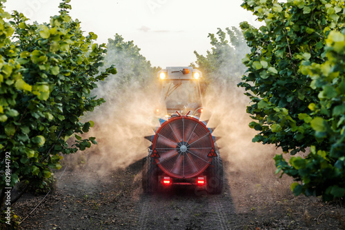 Back view of tractor driving between hazel trees and spraying them with fertilizer and herbicides.